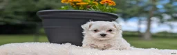 Maltese dogs for sale: Macy - Ad 4