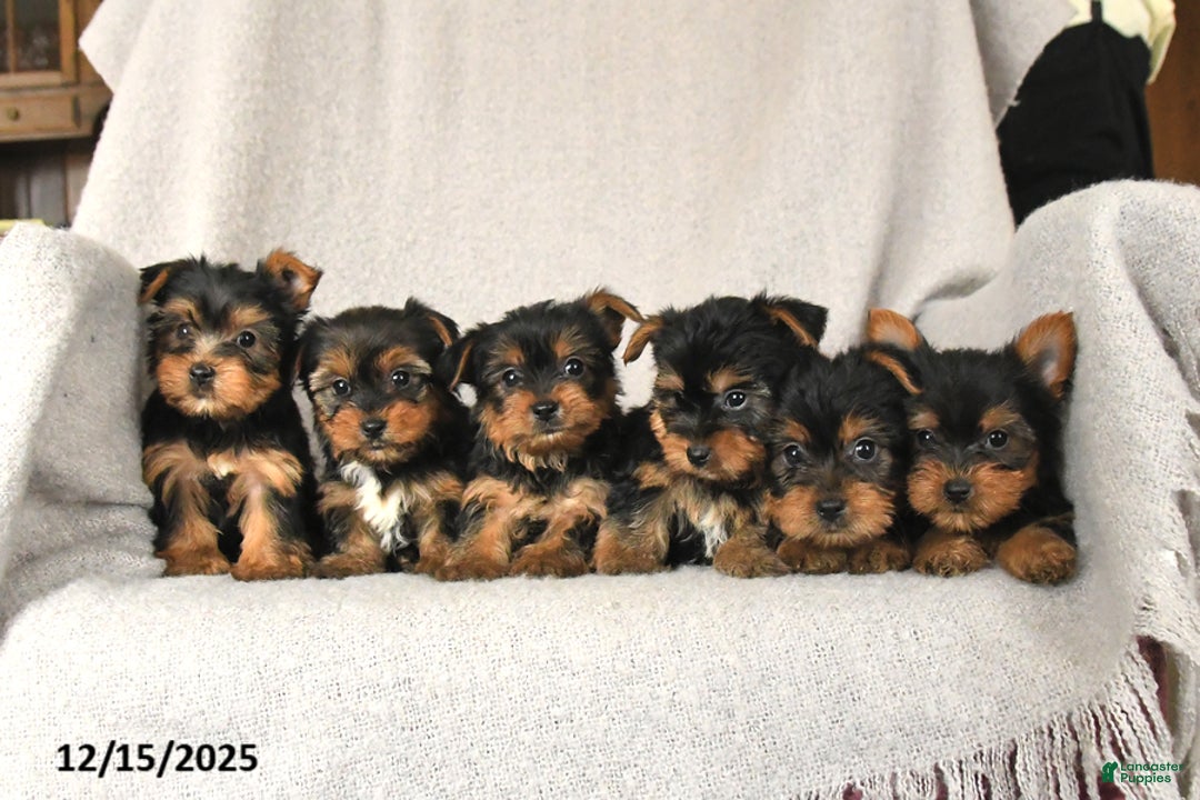 Yorkshire Terrier dogs for sale: Candy - Ad 3