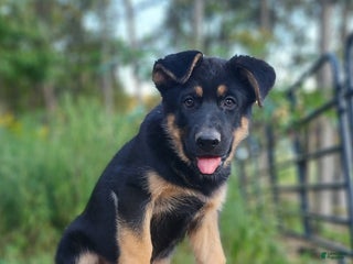 German Shepherd dogs - Ad 8