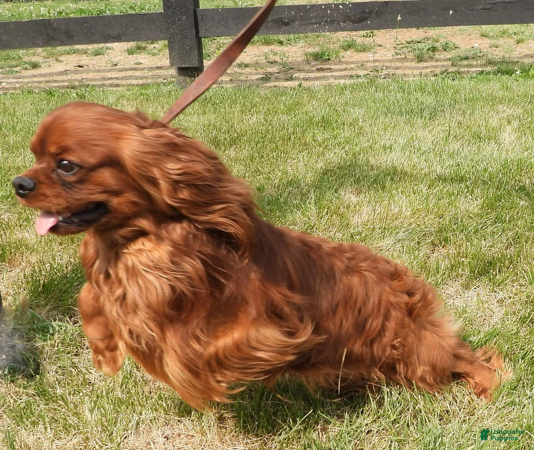 Cavalier King Charles Spaniel dogs for sale: Five Paddocks Bentley - Ad 5