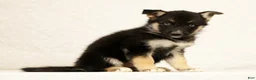 Gerberian Shepsky dogs for sale: Macey - Ad 5