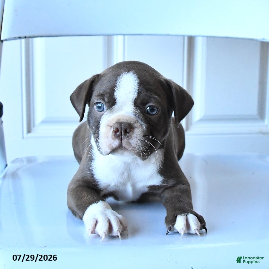 Boston Terrier dogs Bill - Ad 1