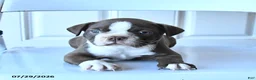 Boston Terrier dogs for sale: Bill - Ad 1