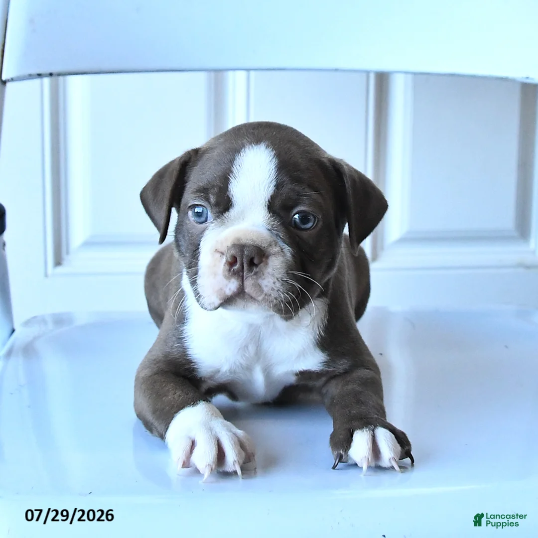 Boston Terrier dogs for sale: Bill - Ad 1
