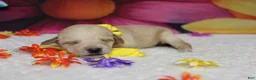 Schnoodle dogs for sale: Merlot  - Ad 4