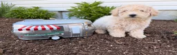 Bichpoo dogs for sale: Malachi - Ad 3