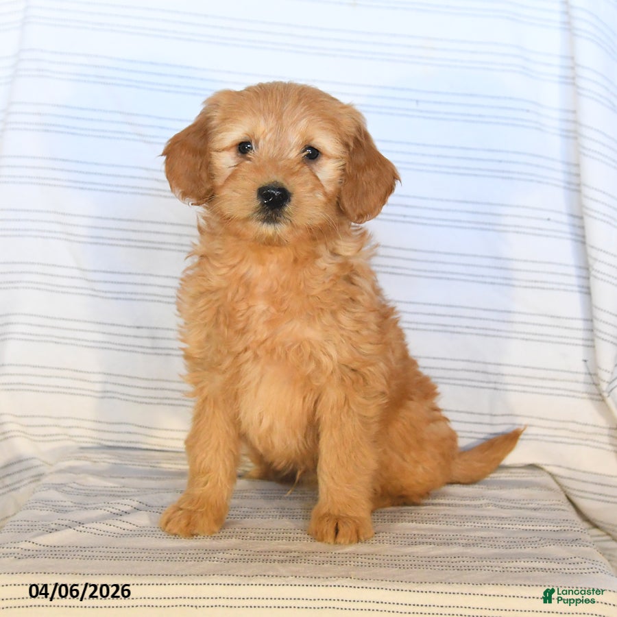 Mini Goldendoodle dogs Max - Ad 1