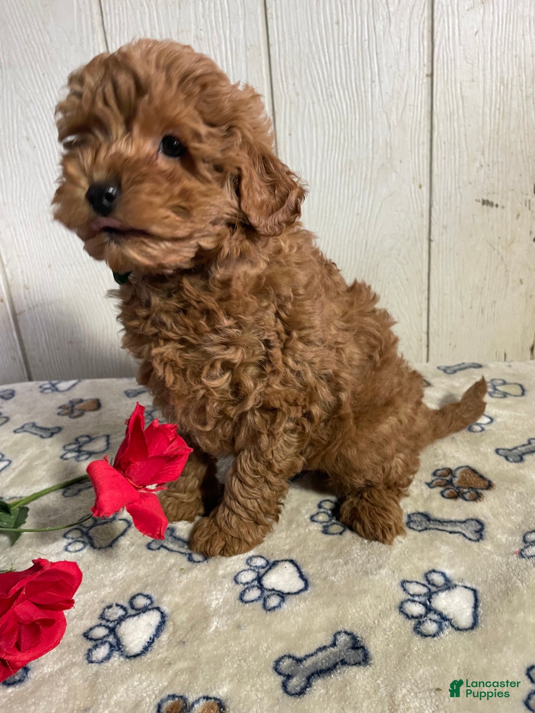 Mini Goldendoodle dogs for sale: Milton - Ad 2