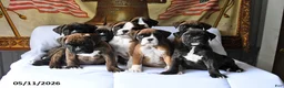 Boxer dogs for sale: Bruiser - Ad 5