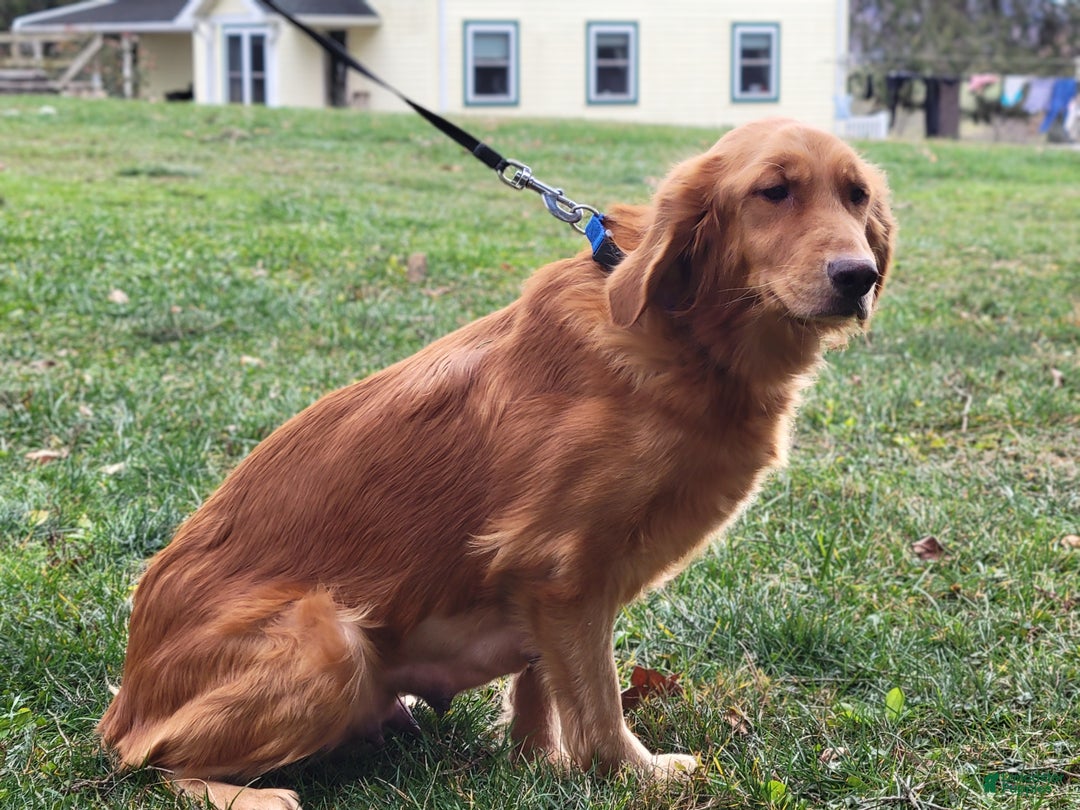 Golden Retriever dogs for sale: Ginger - Ad 2