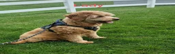 Mini Goldendoodle dogs for sale: Landrie - Ad 7