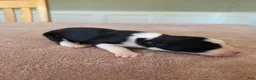 Border Collie dogs for sale: Ginger - Ad 3