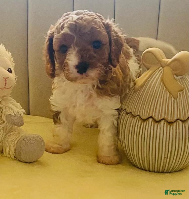 Cavapoo dogs Lucia - Ad 23