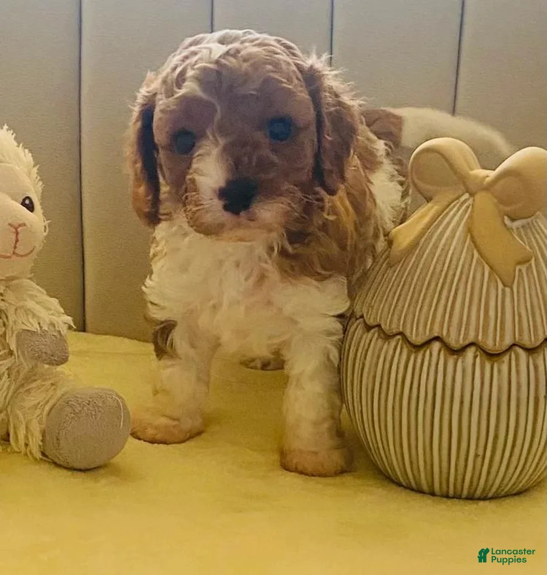 Cavapoo dogs for sale: Lucia - Ad 1
