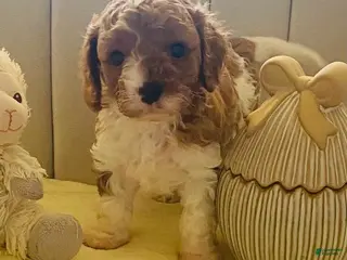 Cavapoo dogs Lucia - Ad 23