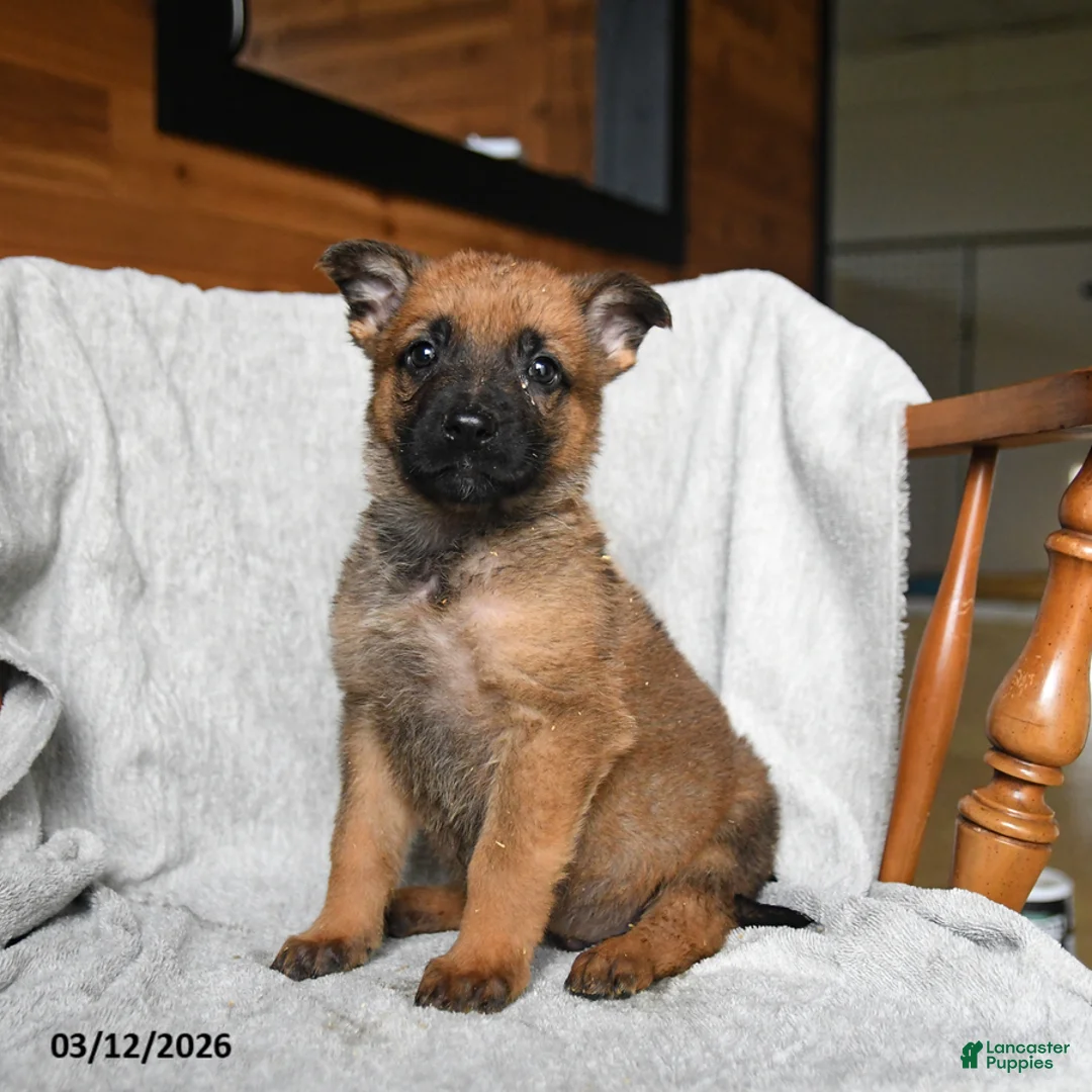 Mixed Breed dogs for sale: Trouper - Ad 1