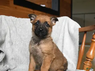 Mixed Breed dogs for sale: Trouper - Ad 3