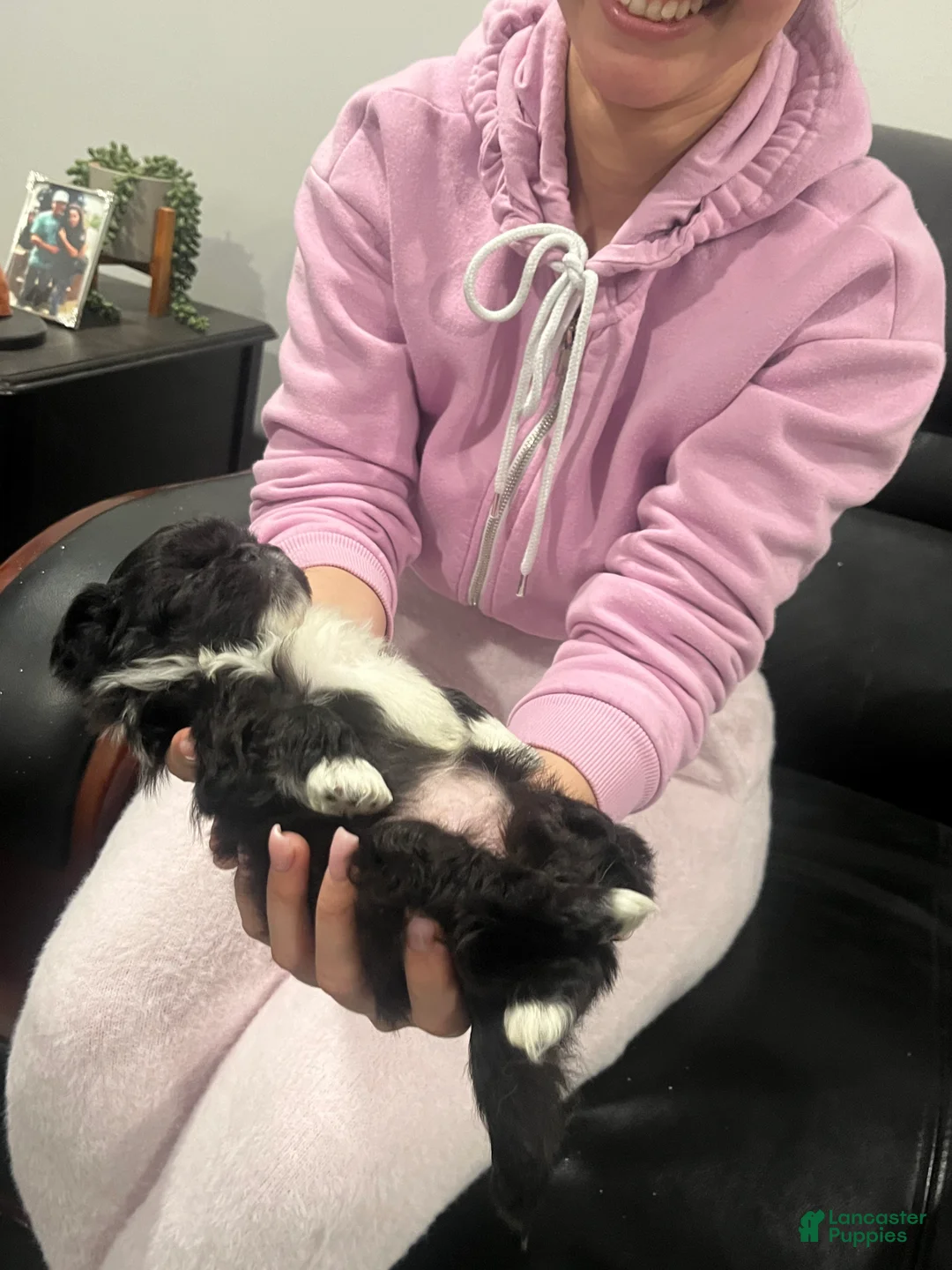 Pekingese dogs for sale: Pekingese Puppy 2 - Ad 2