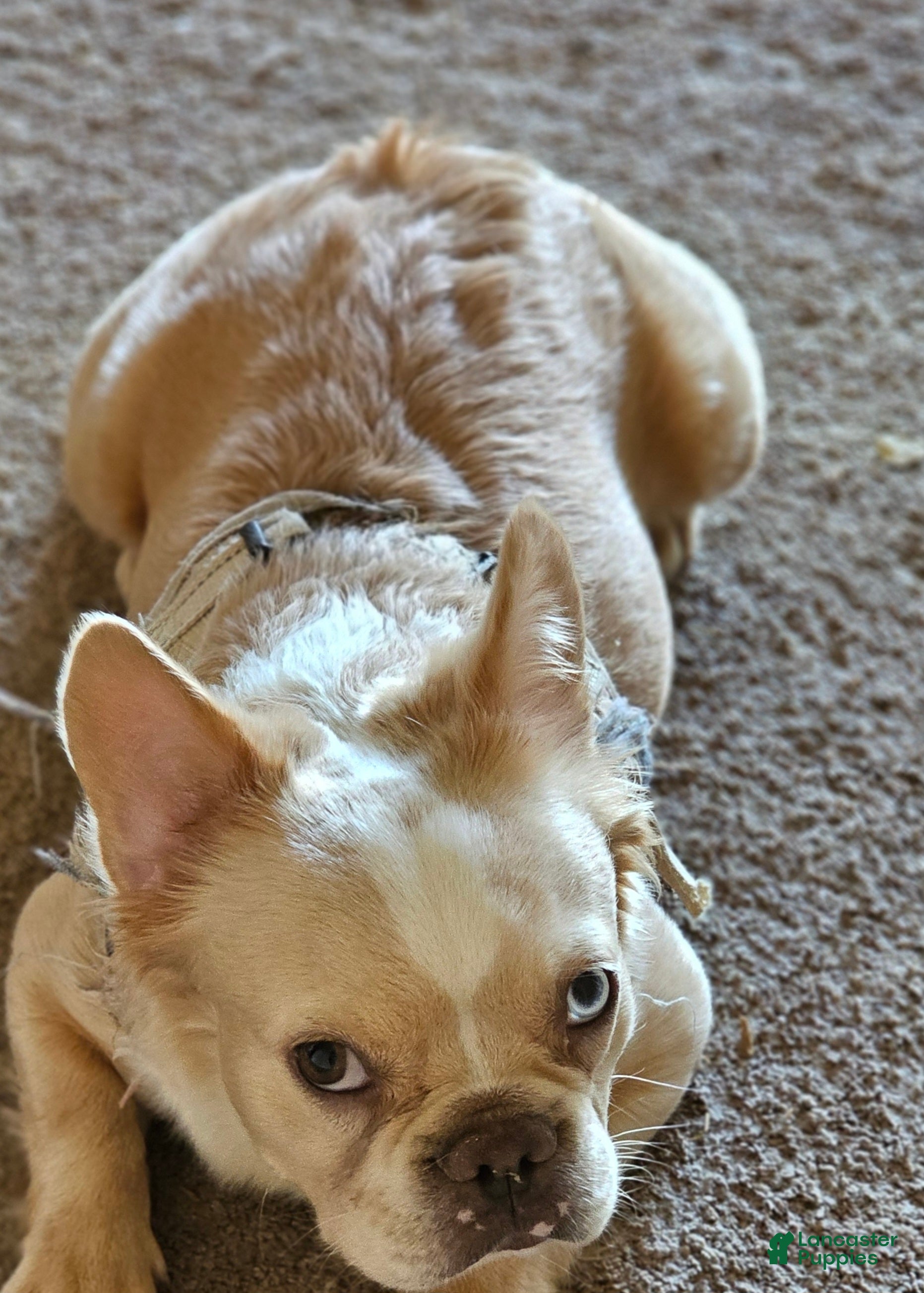 French Bulldog dogs Mezcal, the easy breeze - Ad 1