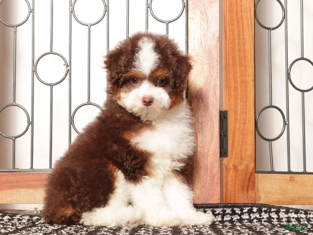 Mini Aussiedoodle dogs for sale: Ella - Shy F1B Mini Aussie Doodle  - Ad 4