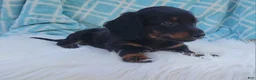 Miniature Dachshund dogs for sale: Vander - Ad 32