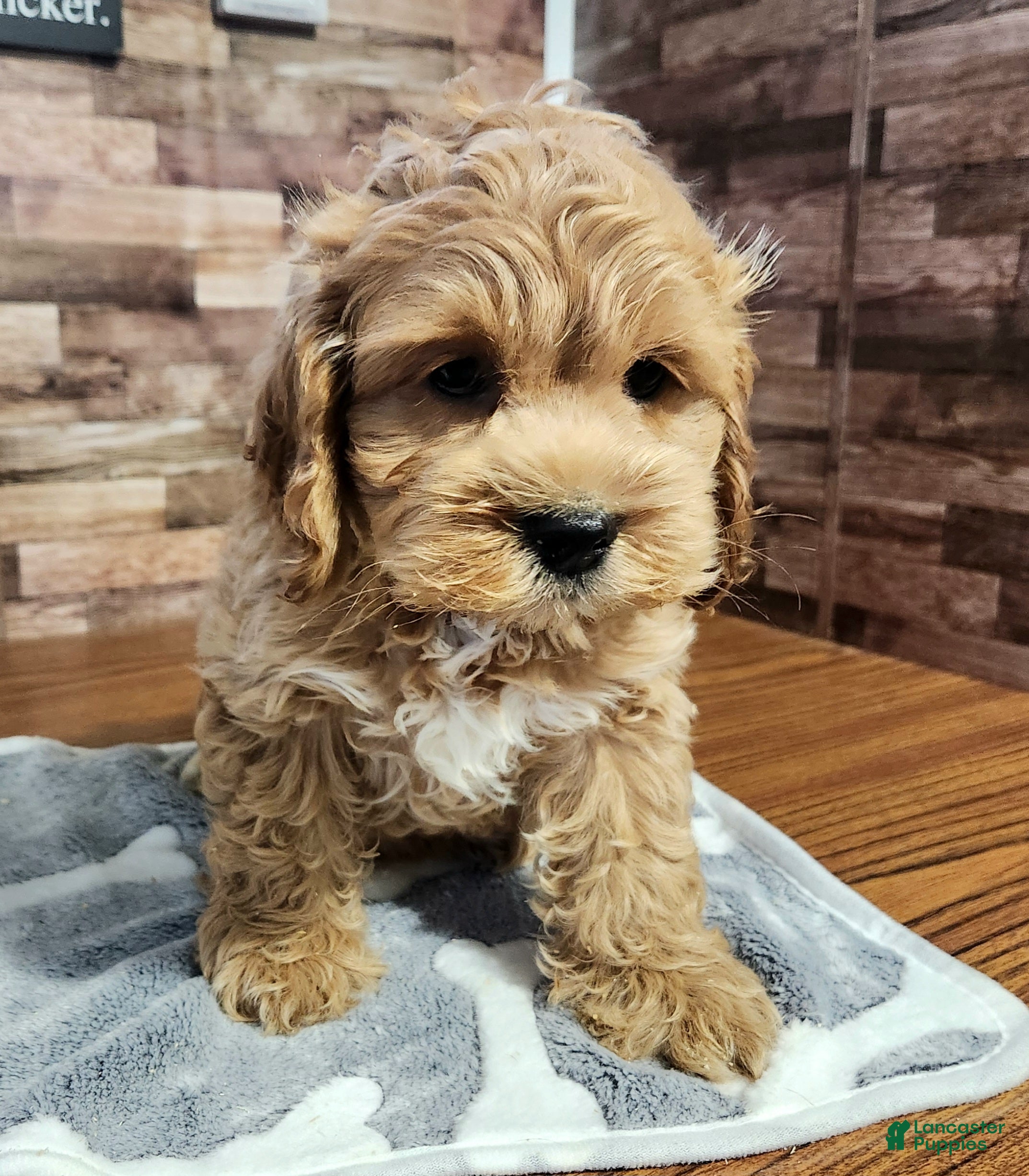 Black male Cockapoo Puppies for sale Lancaster Puppies