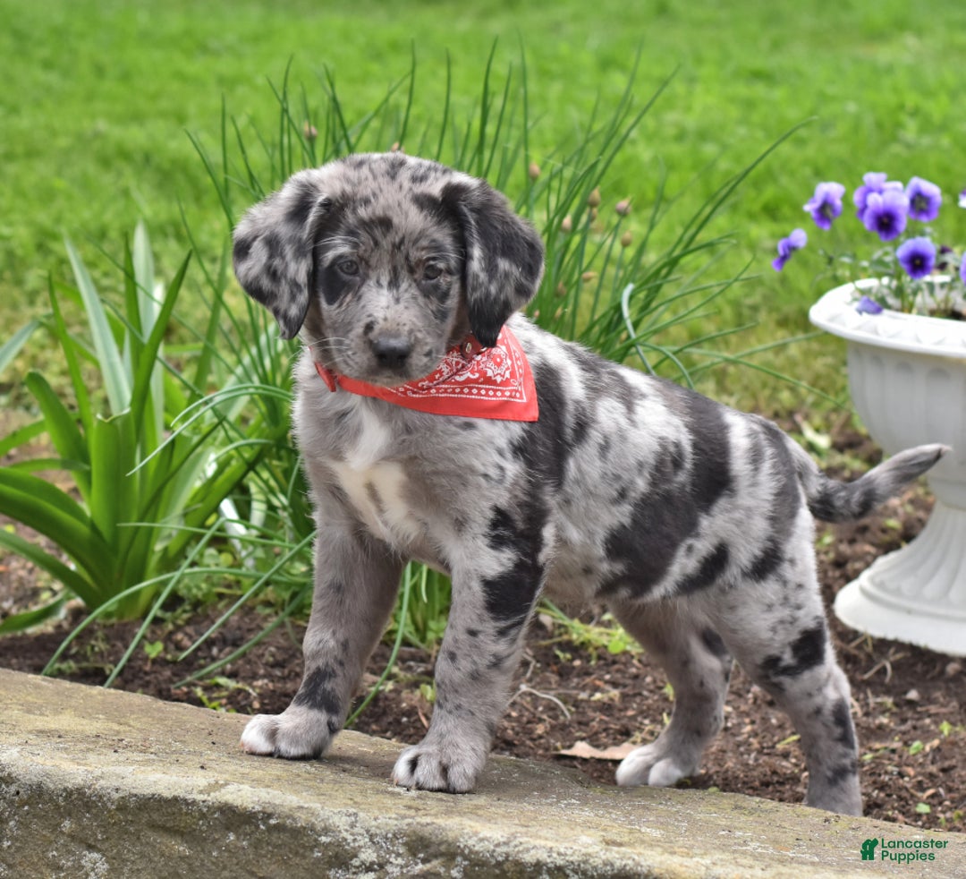 Gallery Image {{count}}