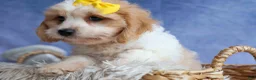 Cavachon dogs for sale: RUBY - Ad 4