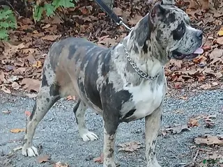 Cane Corso dogs Pretty - Ad 18