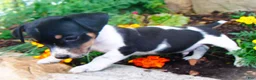 Jack Russell Terrier dogs for sale: Chester - Ad 2