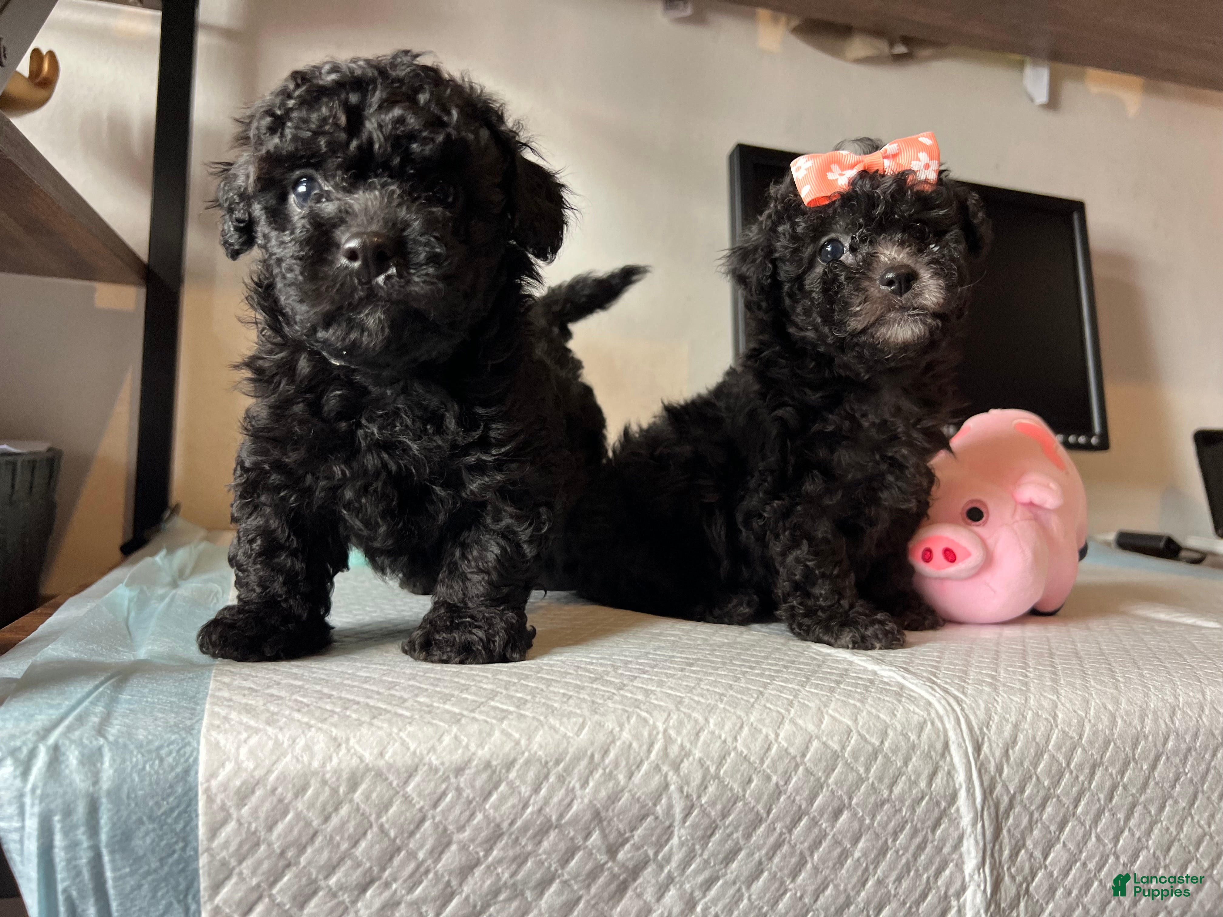 Toy Poodle dogs Toy poodle  - Ad 2