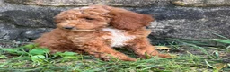 Miniature Poodle dogs for sale: Tinker - Ad 5