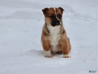 Mixed Breed dogs French Fry - Ad 36