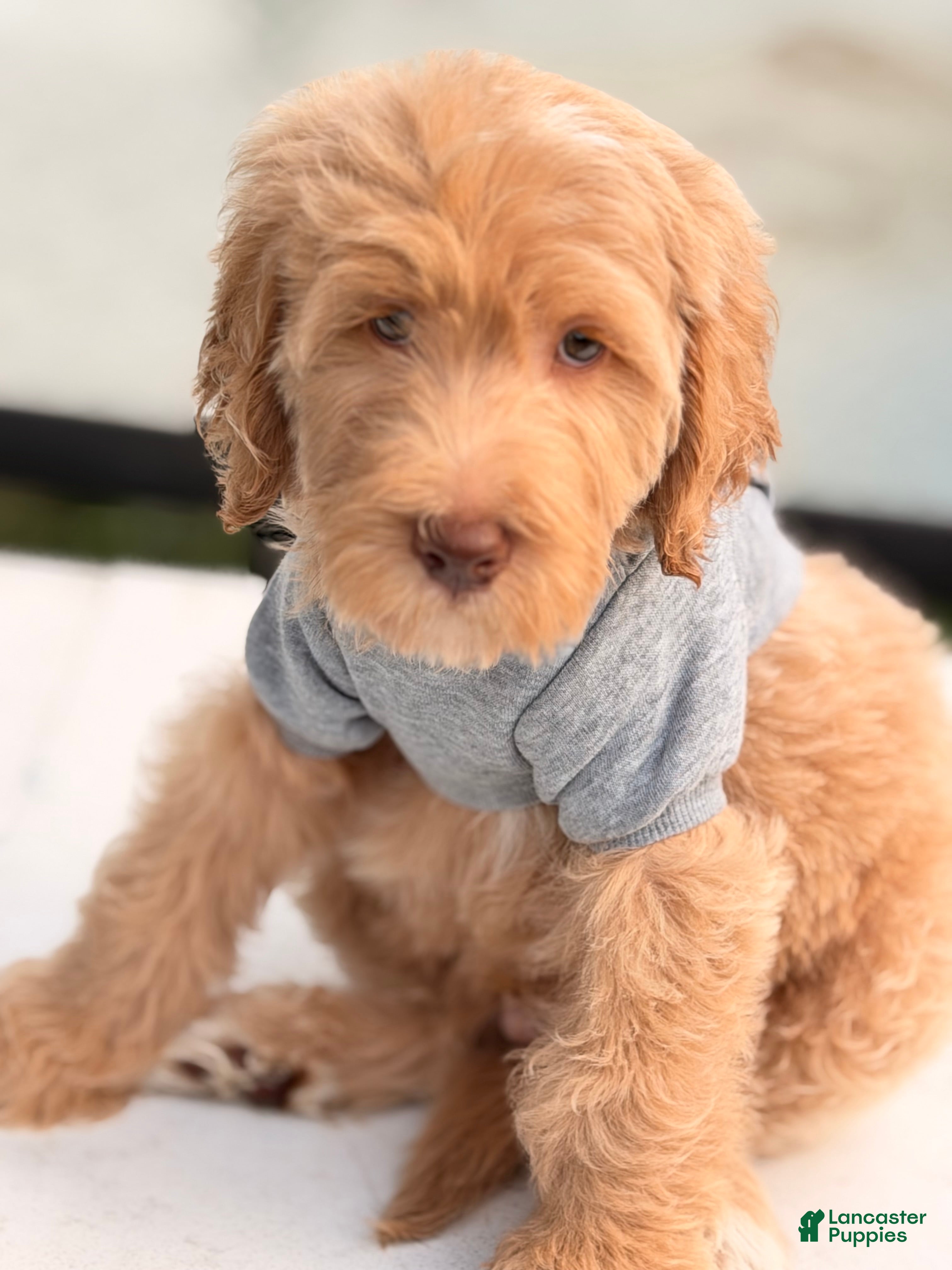 Goldendoodle dogs River - Ad 2