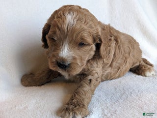Mini Goldendoodle dogs - Ad 15