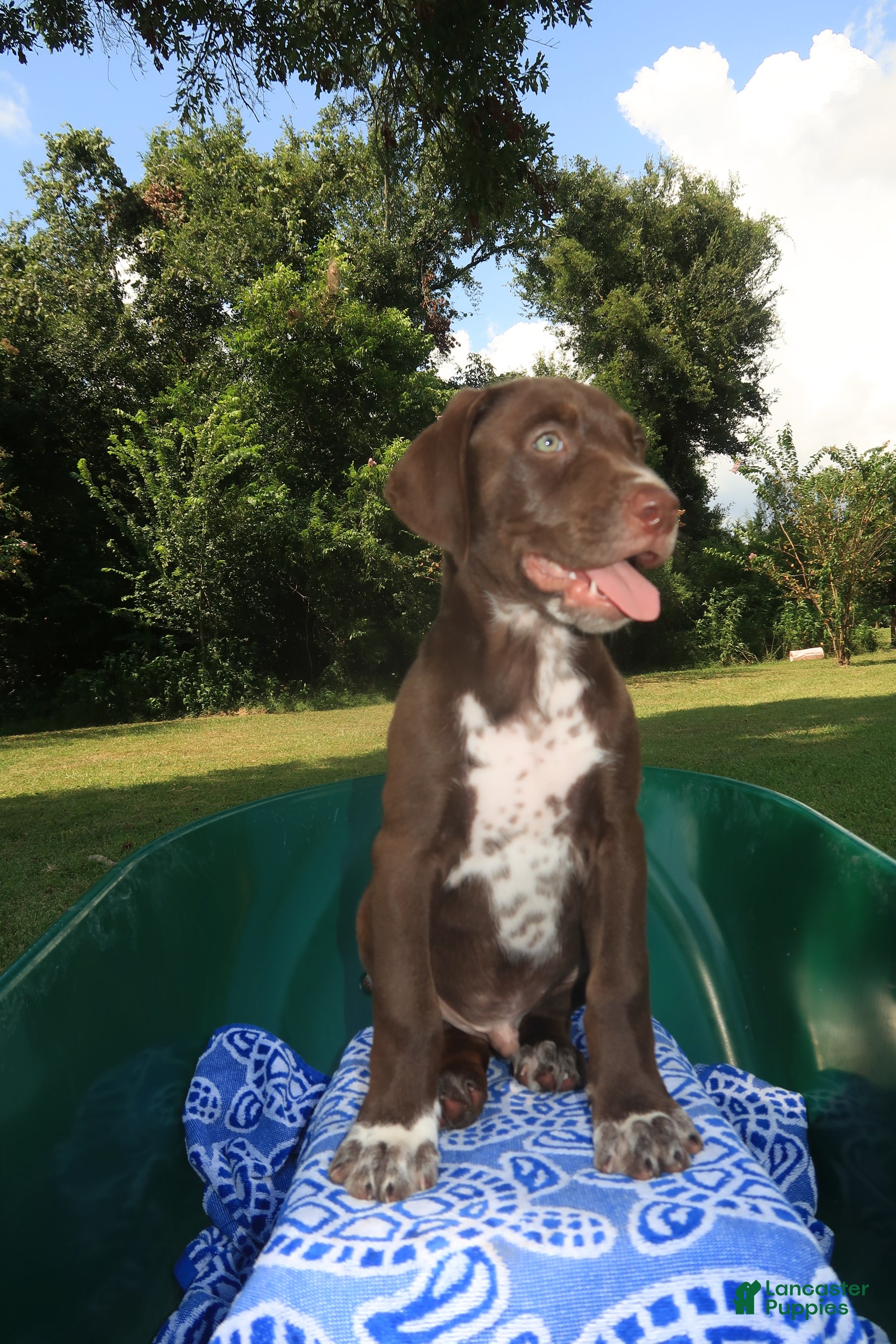 Mixed Breed dogs Jasper - Ad 2