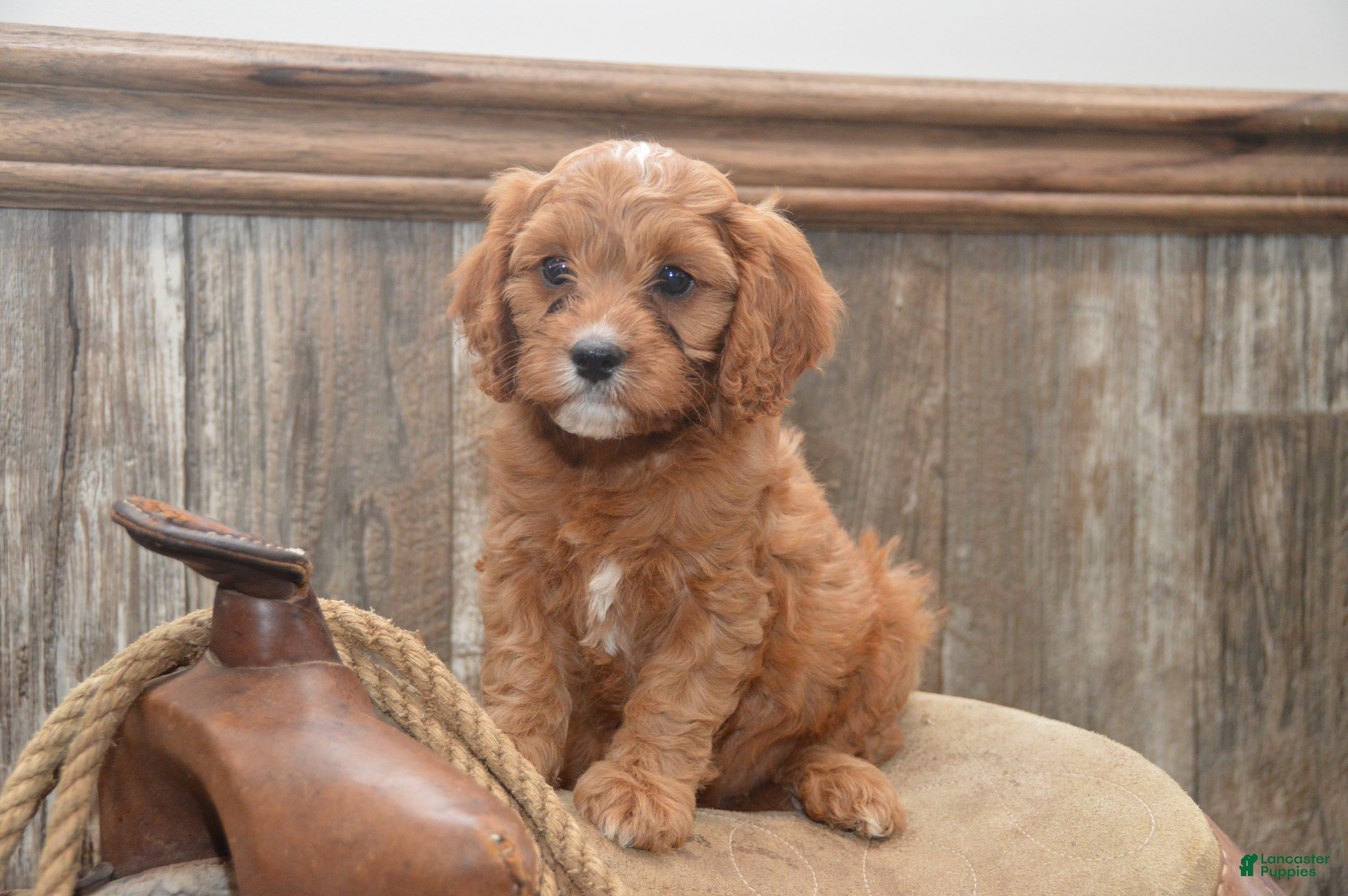 Cavapoo dogs Lamont - Ad 2