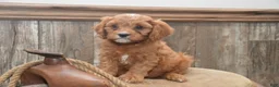 Cavapoo dogs for sale: Lamont - Ad 2