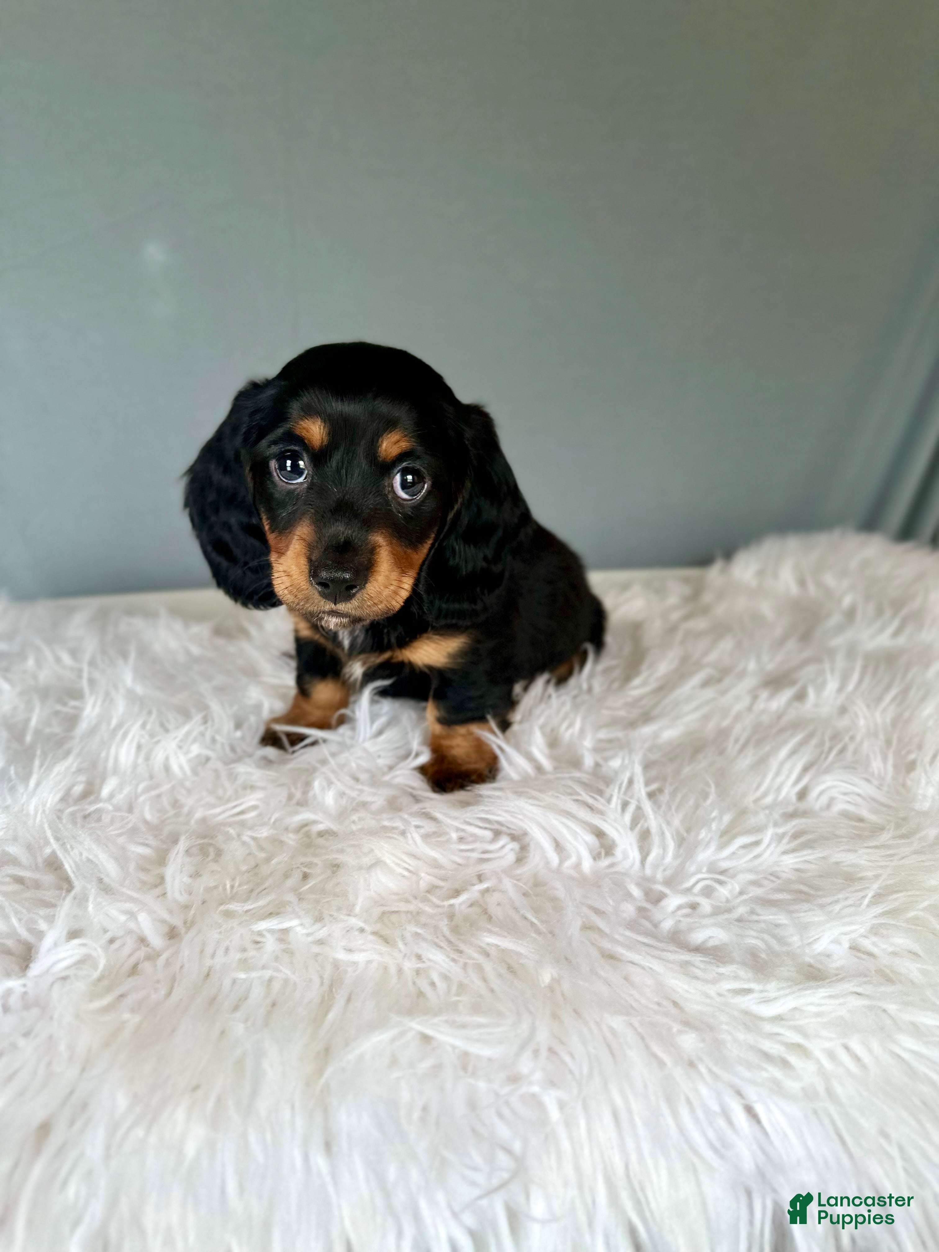 Miniature Dachshund dogs Casper - Ad 2