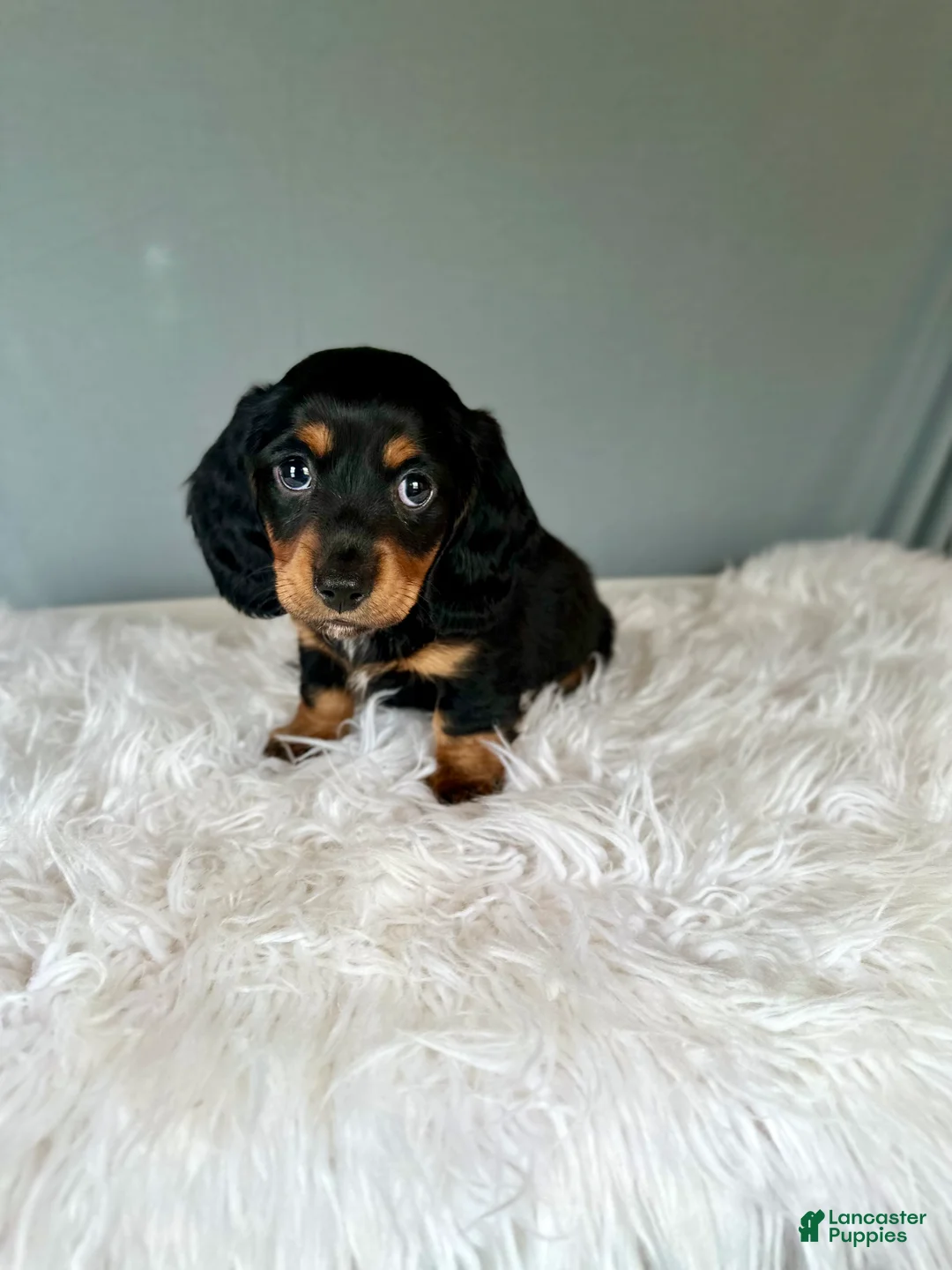 Miniature Dachshund dogs for sale: Casper - Ad 2