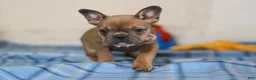 Mixed Breed dogs for sale: Princess - Ad 4