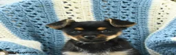 Chorkie dogs for sale: Ralph - Ad 3