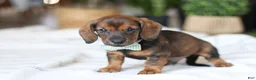 Miniature Dachshund dogs for sale: Bratwurst - Ad 4