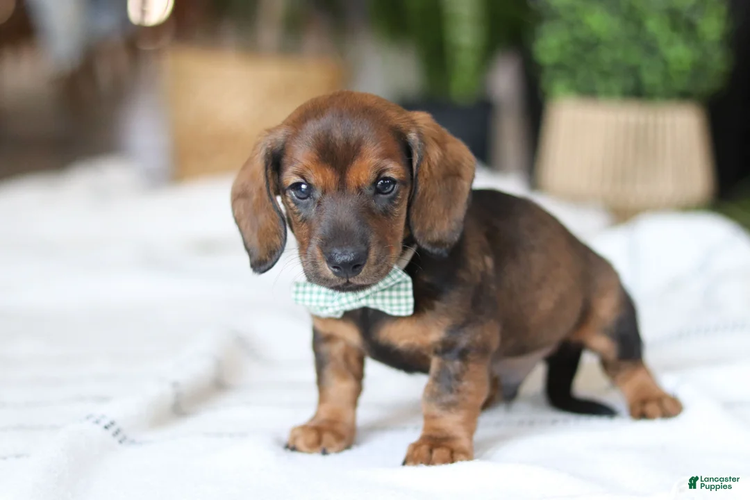 Miniature Dachshund dogs for sale: Bratwurst - Ad 4