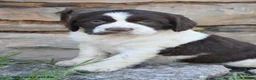English Springer Spaniel dogs for sale: Sprinkles - Ad 2