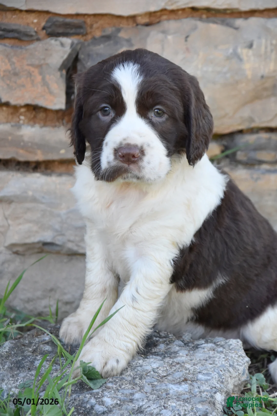 English Springer Spaniel dogs for sale: Sprinkles - Ad 2