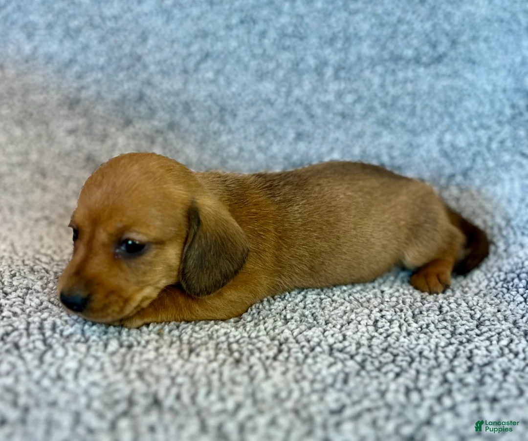 Miniature Dachshund dogs for sale: Paisley  - Ad 1