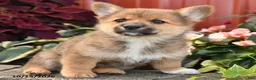 Pomeranian dogs for sale: Cinnamon - Ad 3