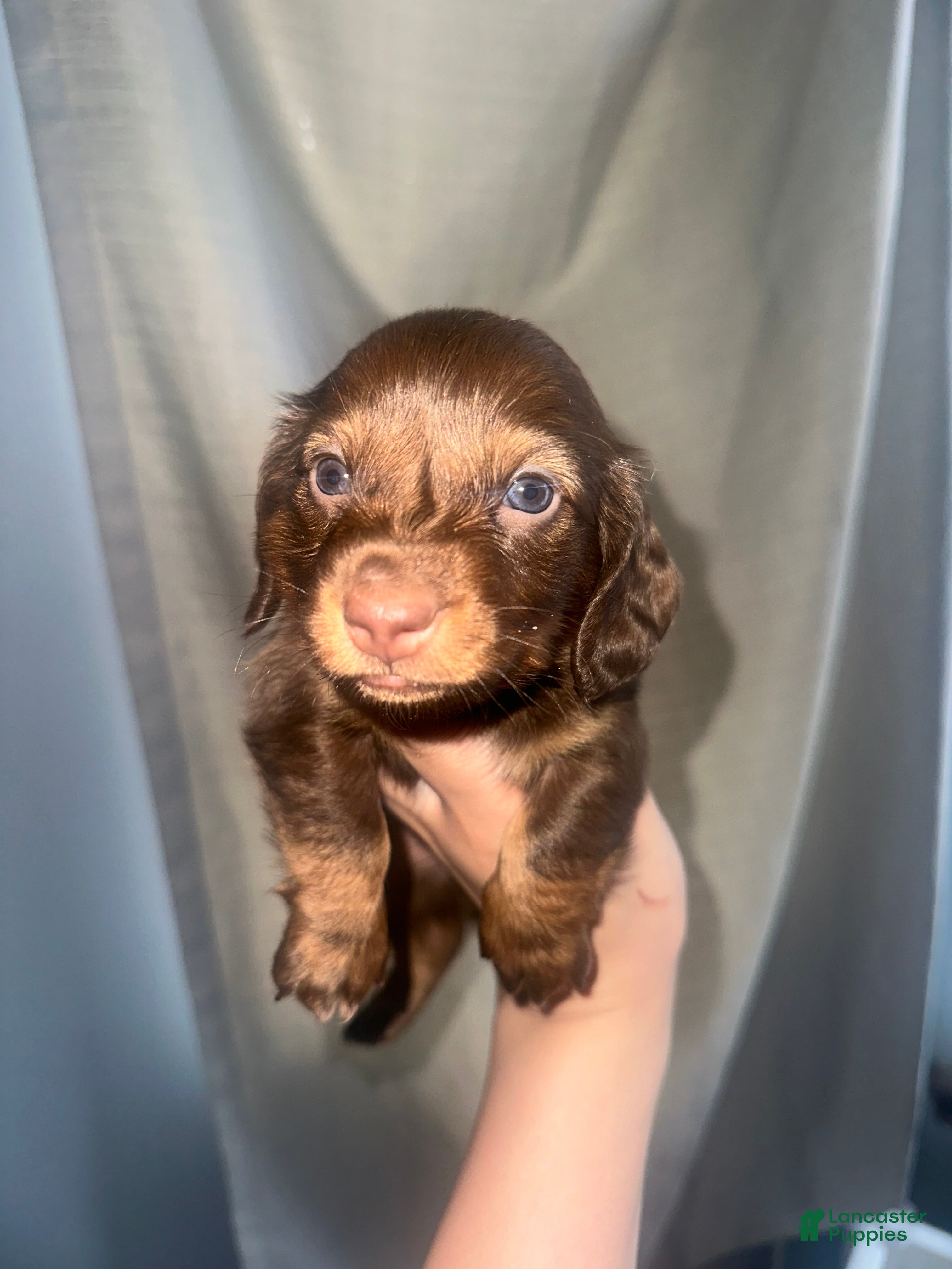 Miniature Dachshund dogs Hershey - Ad 23