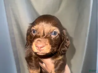 Miniature Dachshund dogs Hershey - Ad 23